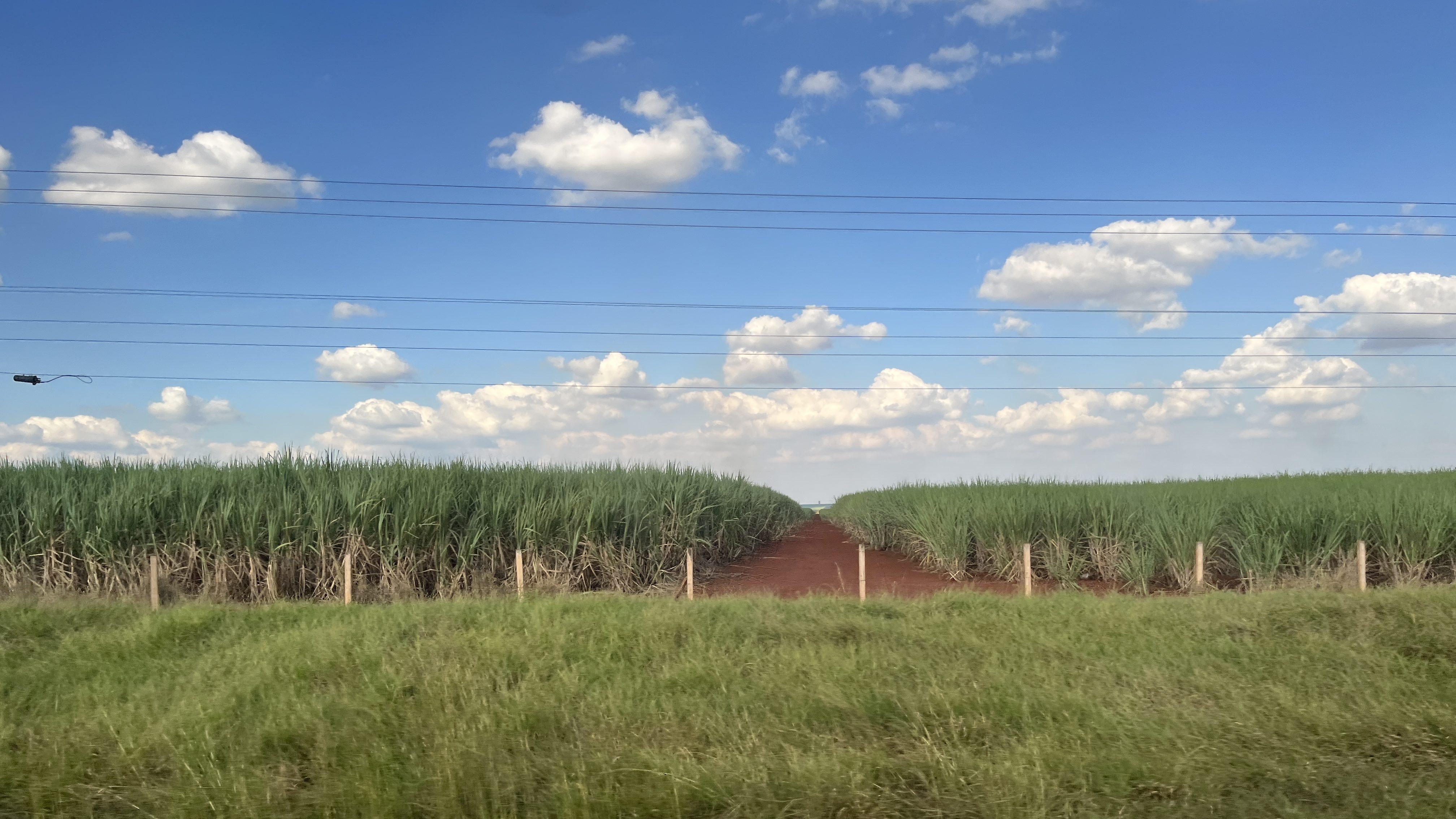A red-dirt lane in between tall green sugarcane fields extends straight back to the horizon, under a blue sky with a few fluffy clouds.