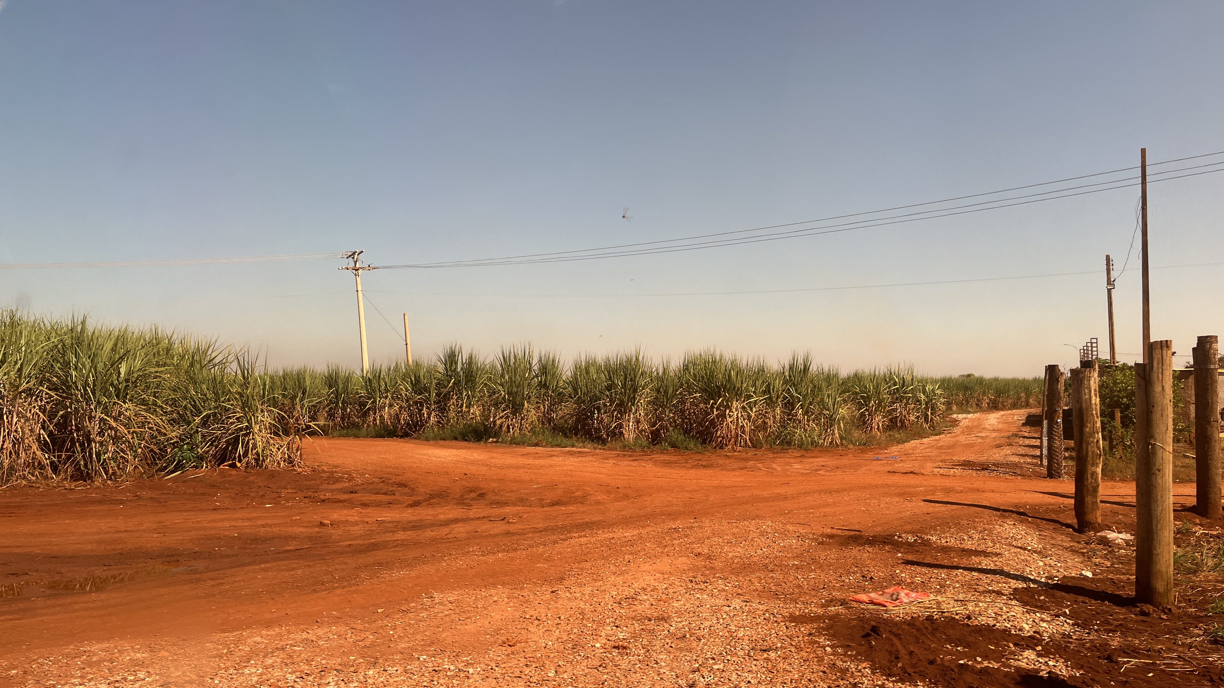 Sugarcane grows in the field around an intersection of red dirt roads. 