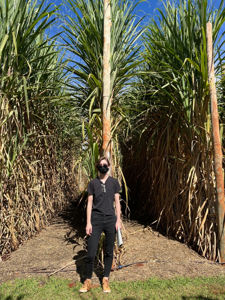 A person wearing black pants, a black t-shirt, and sunglasses stands in the sun in front of rows of sugarcane that extends up more than twice the person's height. The green, thin, blade-like sugarcane leaves at the top spill up and out. Closer to the base, the leaves are brown and withered.